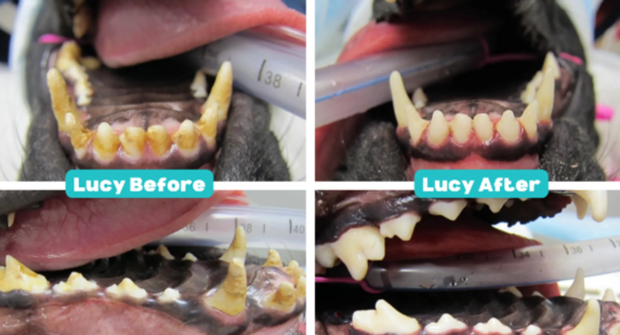 Lucy's before and after dental images